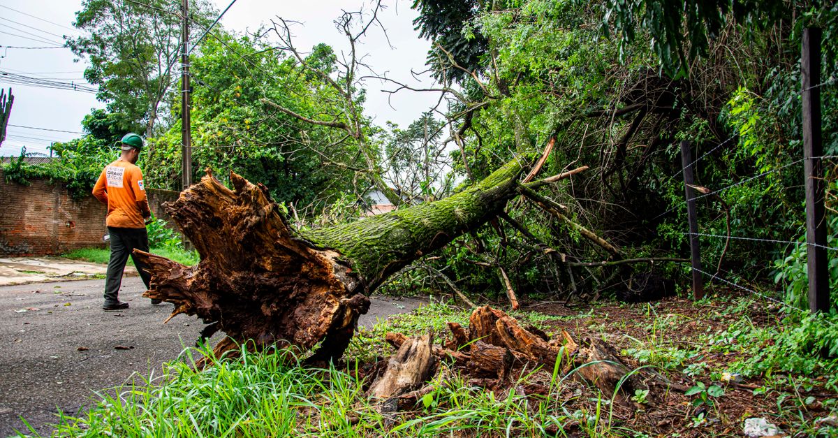 Assessing Carbon Footprint Changes Due to Tree Loss