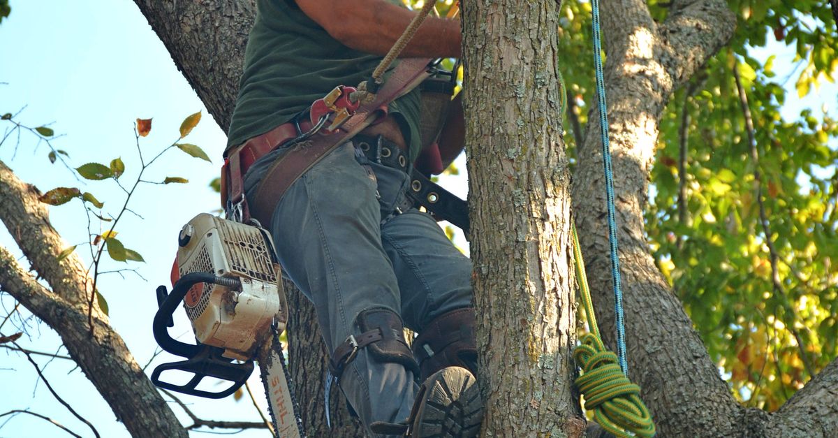 Assessing Soil Health for Better Tree Growth