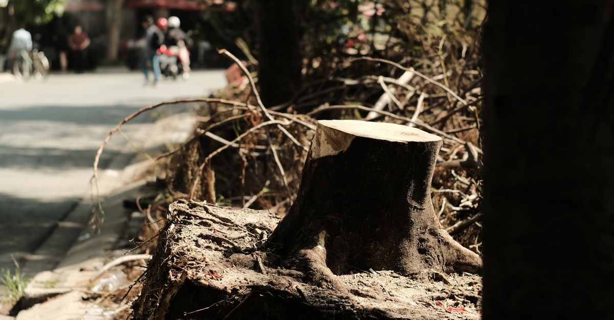 Benefits of Professional Stump Grinding Services in Australia