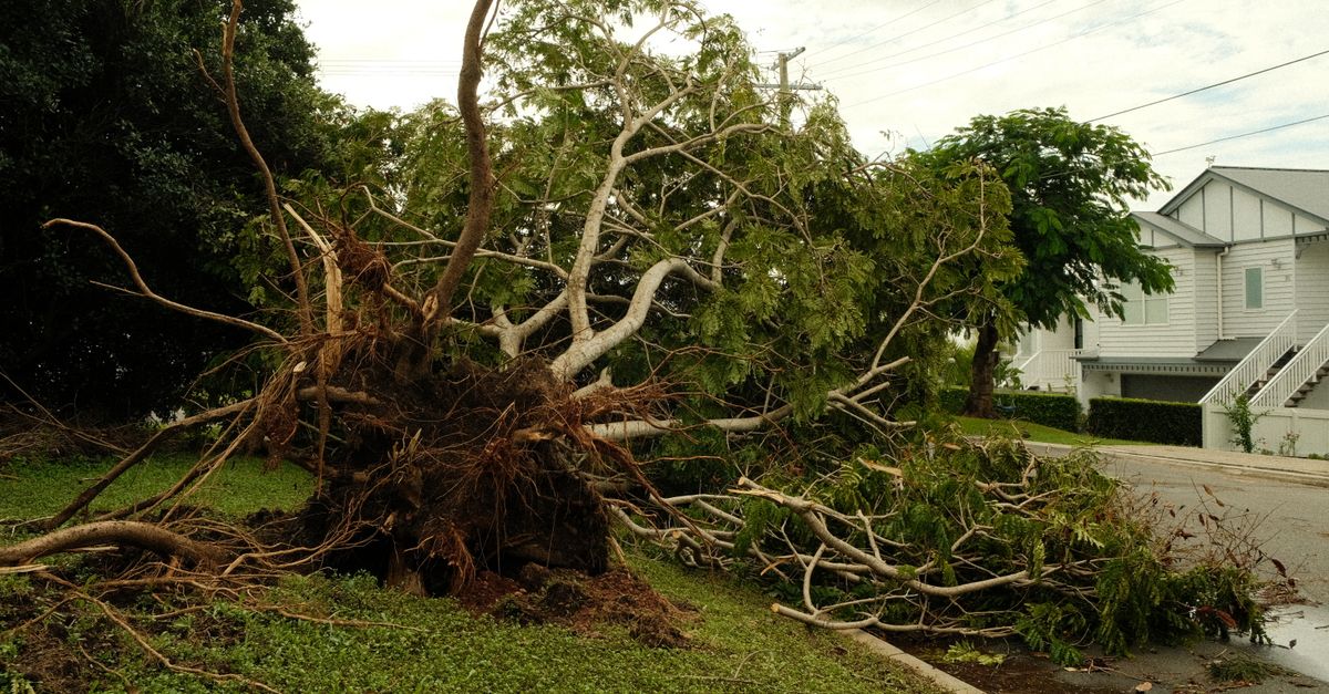 Best Practices for Stump Removal at Home