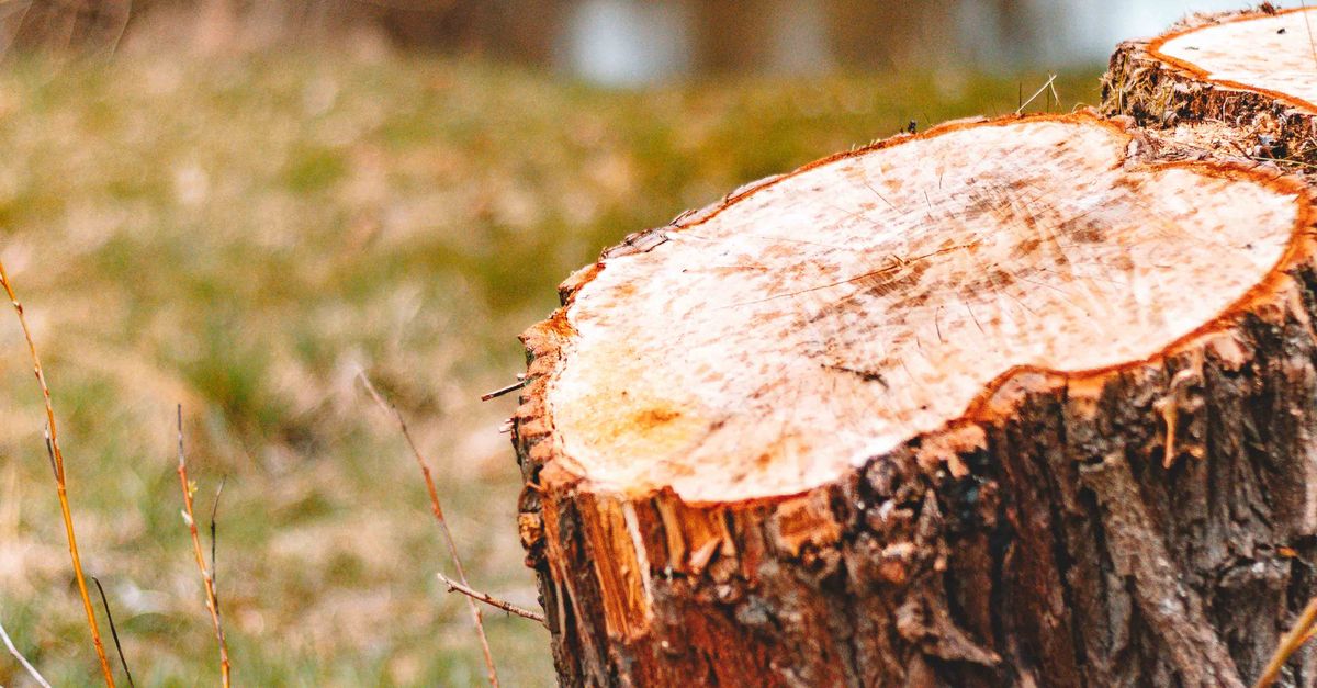 Community Involvement in Native Tree Planting Initiatives