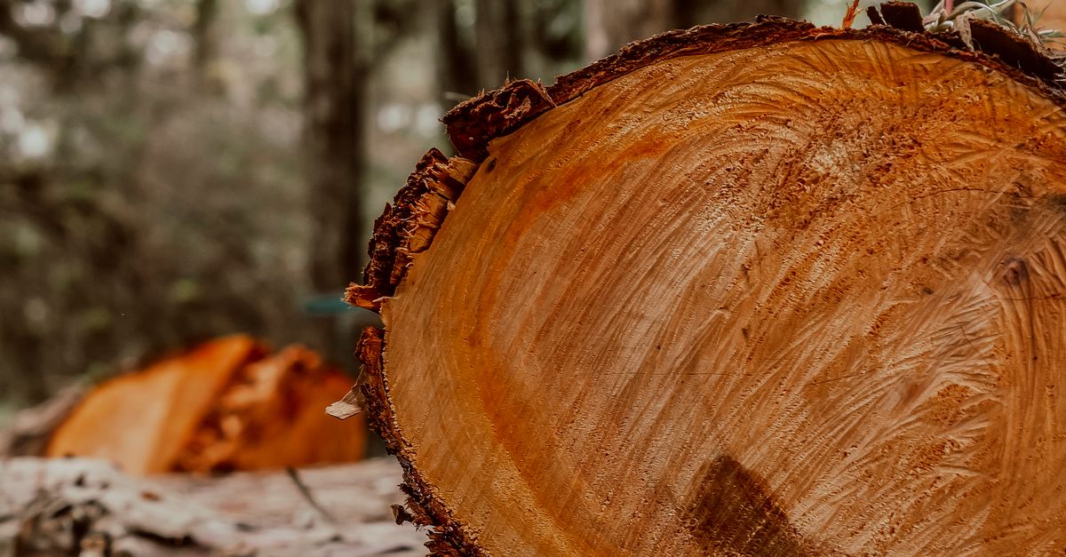 Community Resources for Emergency Tree Services in Melbourne