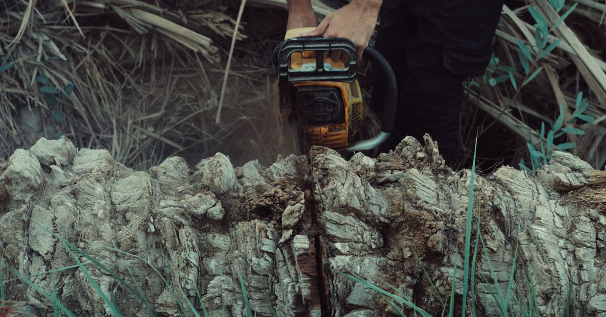 Comparing DIY Versus Professional Stump Grinding Services
