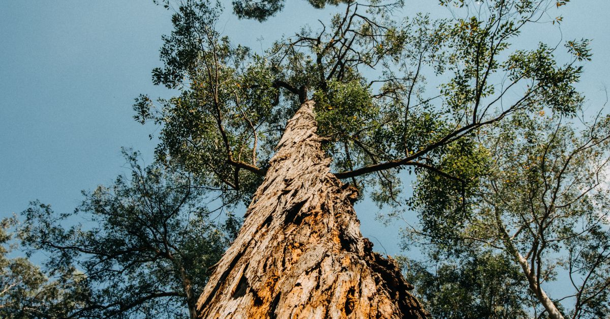 Cost Factors in Emergency Tree Removal for Residential Properties