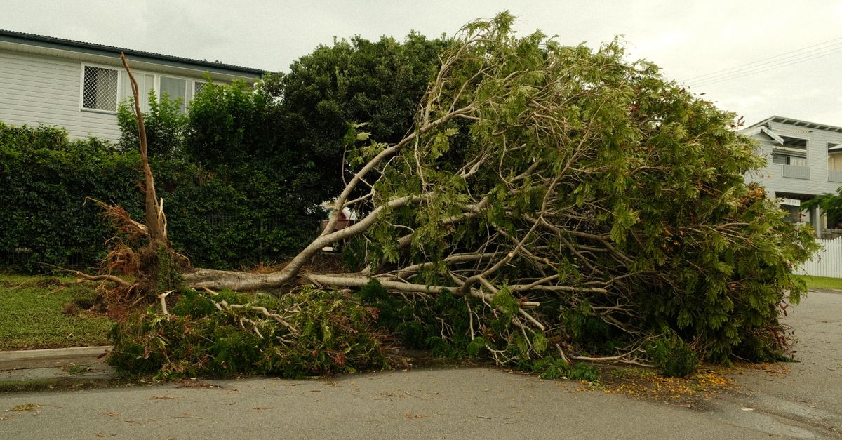Criteria for Safe Tree Removal in Residential Areas