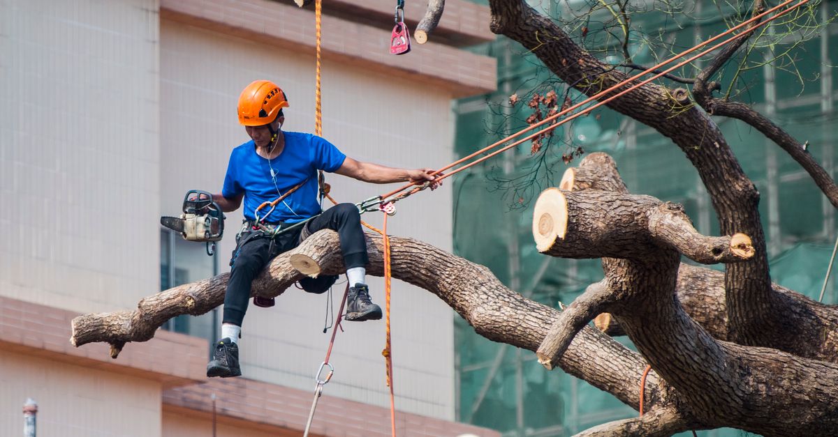 Effective Strategies for Handling Storm-Damaged Trees in Commercial Settings