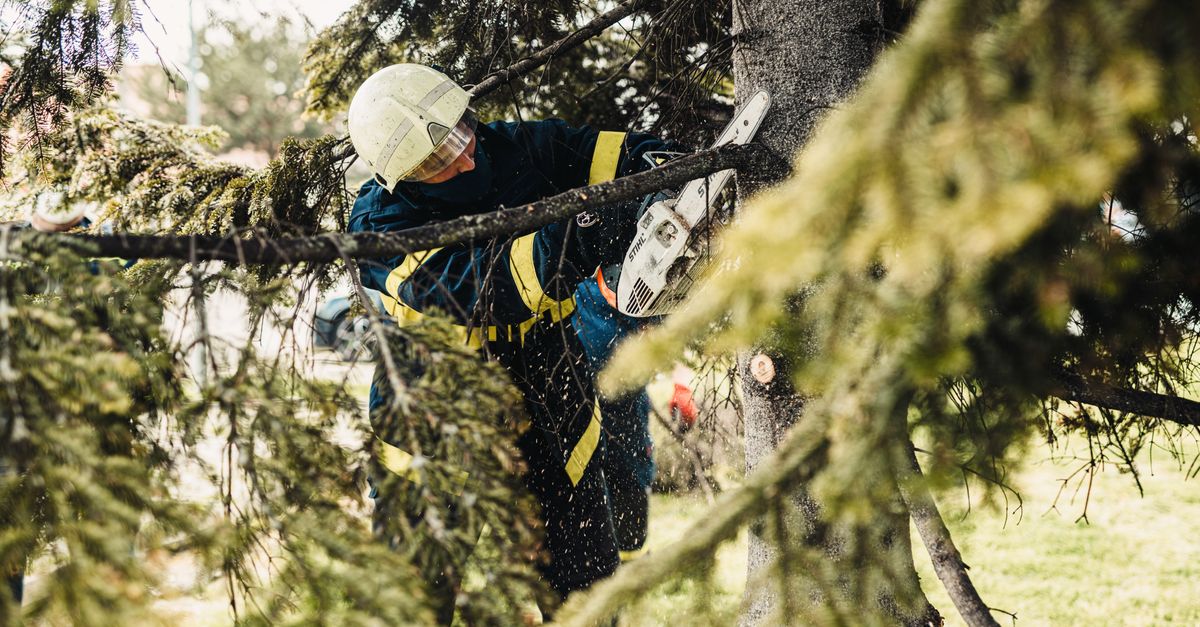 Frequently Asked Questions About Stump Grinding