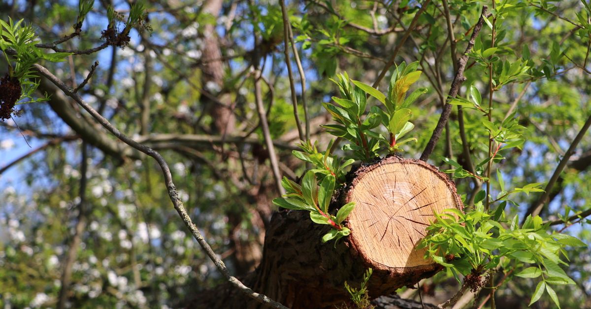 How to Choose the Right Emergency Tree Service for Your Business