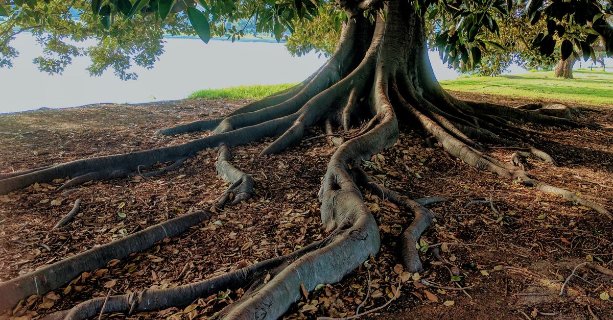 How to Choose the Right Stump Grinding Company in Melbourne