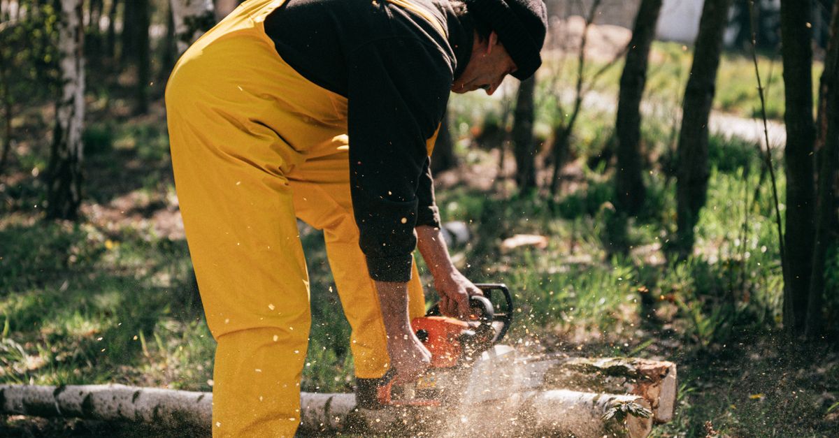 How to Choose the Right Time for Tree Trimming in Your Backyard