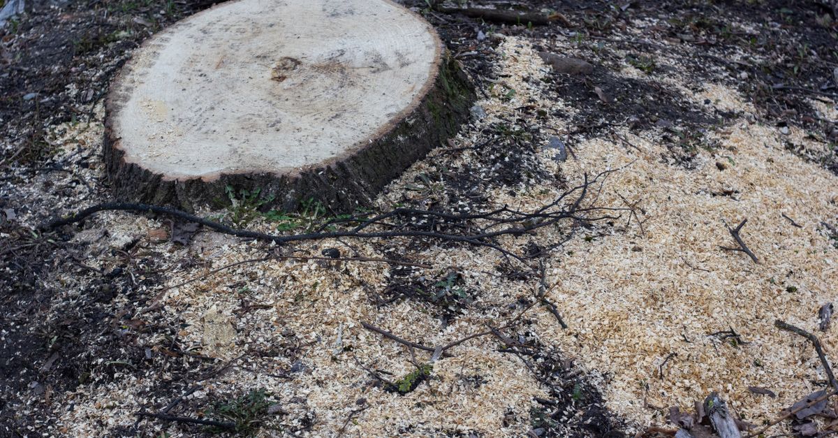 Innovative Techniques for Urban Tree Health