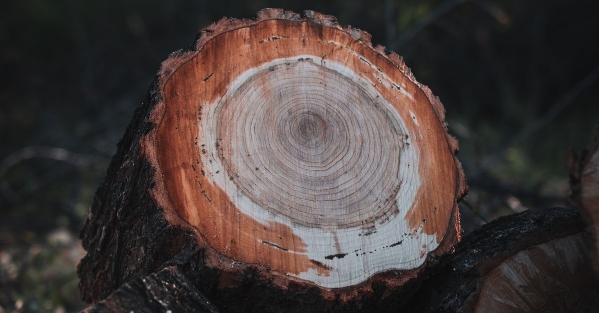 Integrating Technology in Tree Monitoring Systems