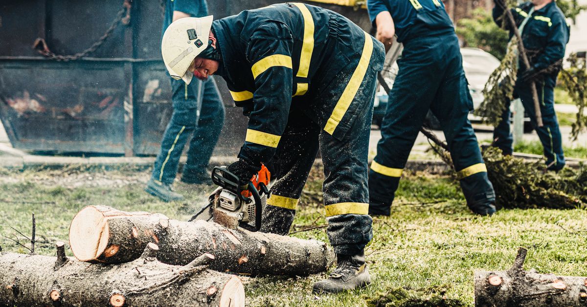 Legislative Support for Tree Preservation in Melbourne