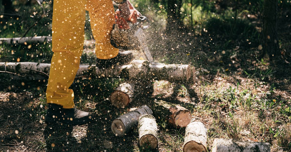 Minimising Liability with Prompt Tree Removal Service