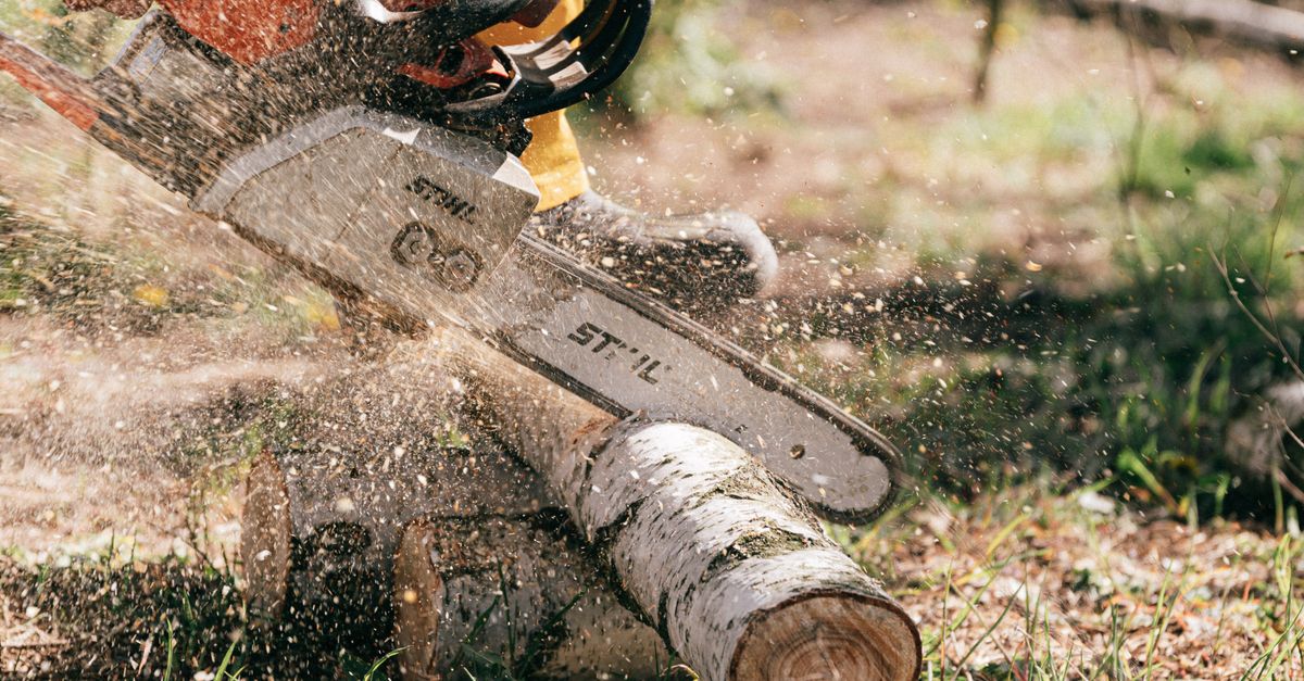 Preserving Heritage Trees in Melbourne