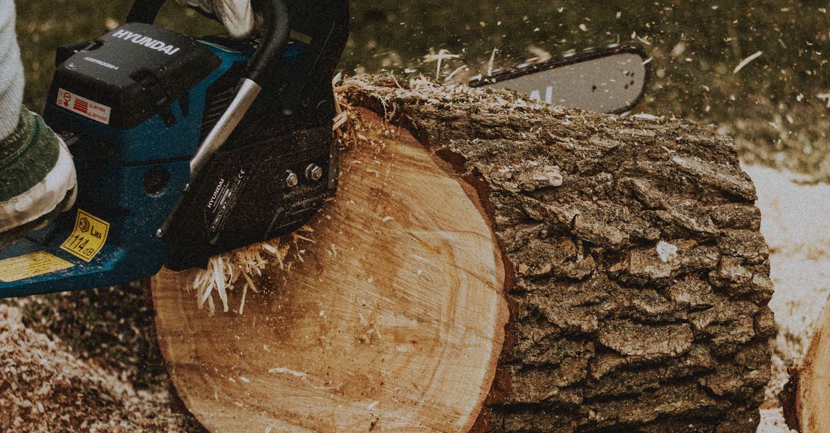 Seasonal Tree Maintenance Tips for Enterprises