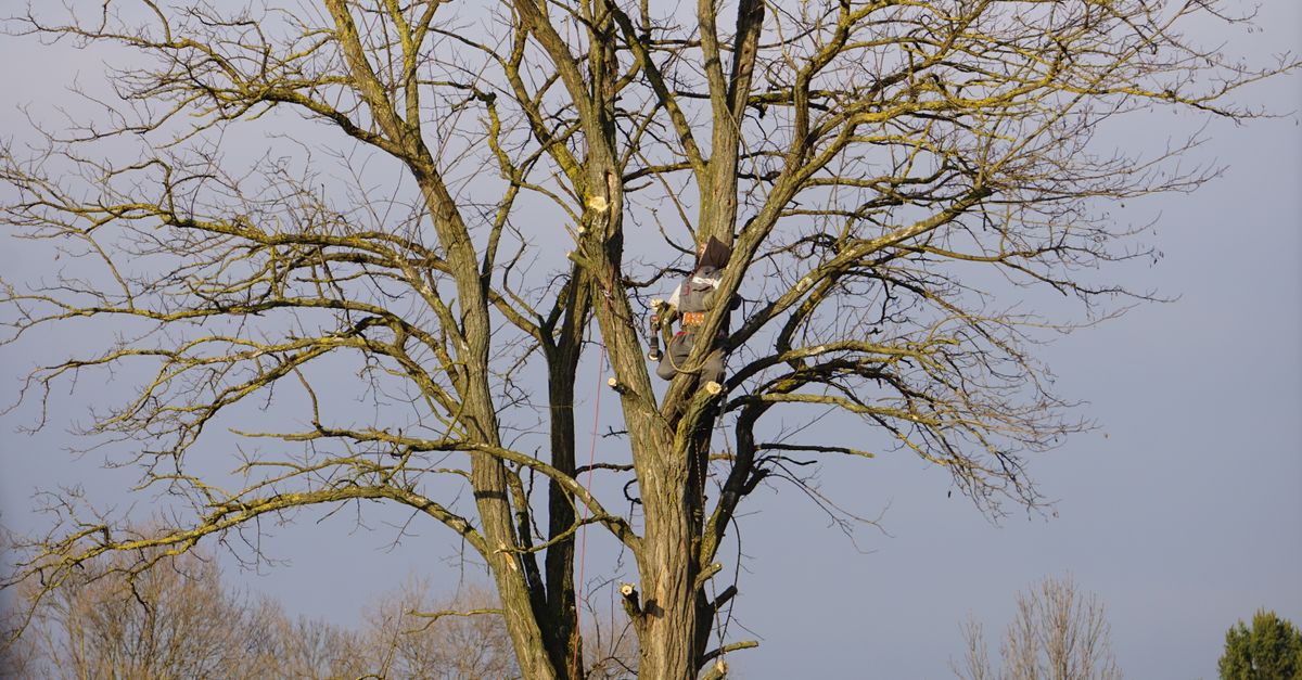 Step-by-Step Guide to Safe Tree Removal at Home