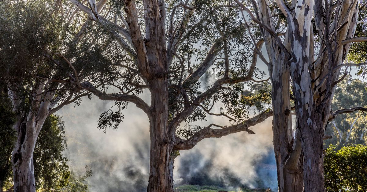 Strategies for Promoting Tree Conservation in Local Areas