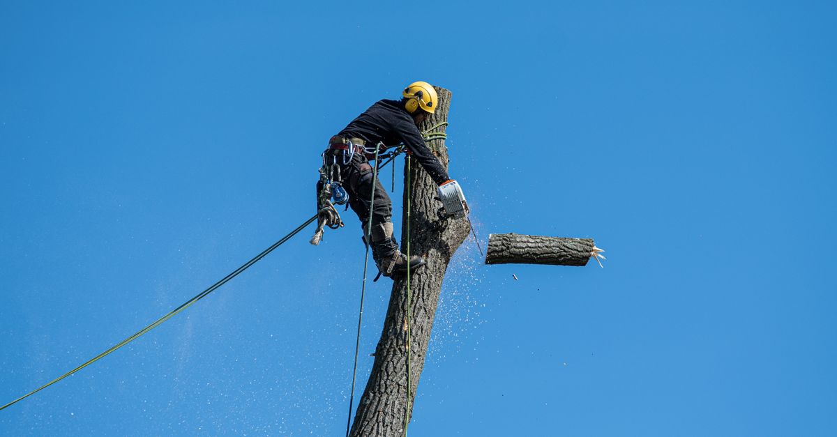 The Economic Advantages of Increased Tree Canopy in Commercial Areas