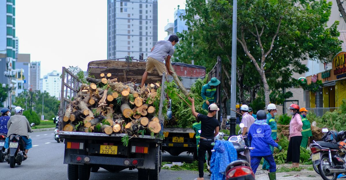 The Importance of Stump Removal After Tree Felling