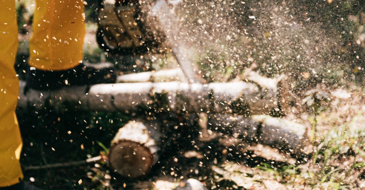 Understanding the Costs Associated with Emergency Tree Services