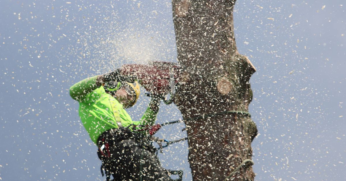 Understanding the Different Pruning Methods for Urban Trees