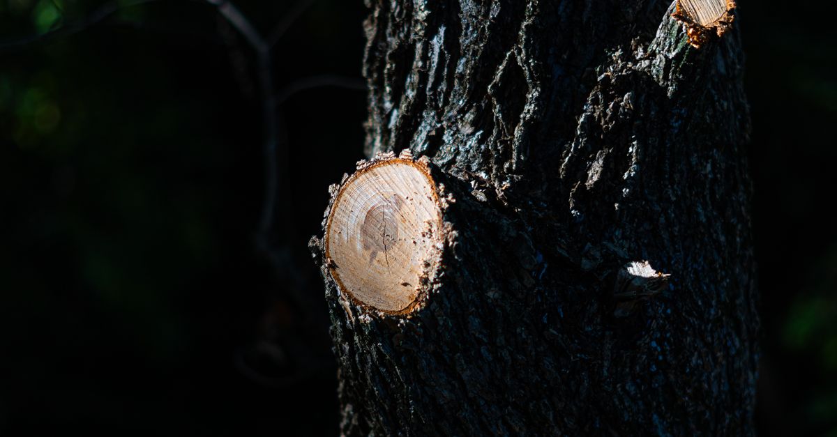Understanding the Stump Grinding Process in Melbourne
